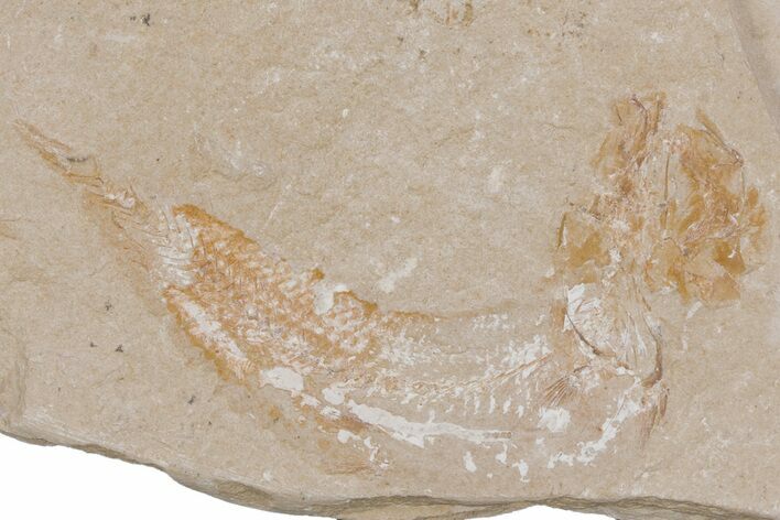 Cretaceous Fossil Fish - Lebanon #218850